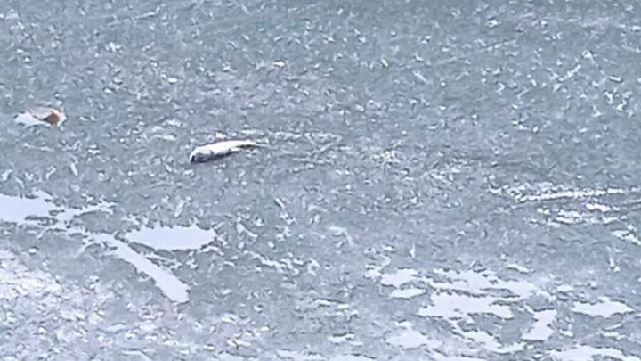 Саратовцы заметили мертвую рыбу в пруду в сквере Марины Расковой