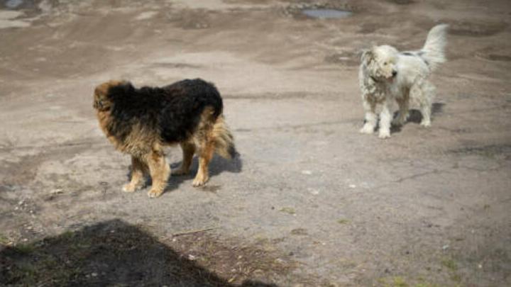 Сотрудников Управления ветеринарии подозревают в халатности из-за бродячих собак