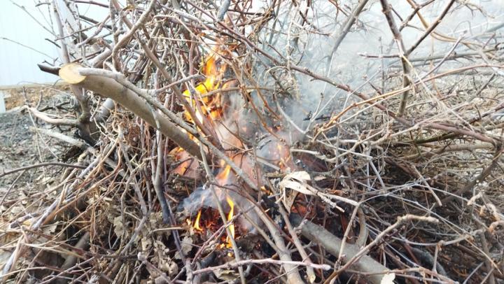 Саратовцам запретили разжигать костры и использовать мангалы