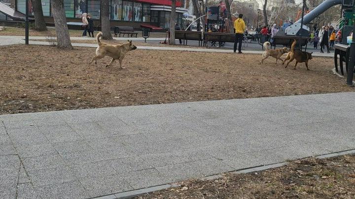 Стаи лающих собак совершают набеги на детскую площадку в центре Саратова 