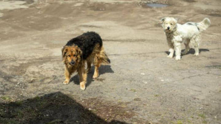 В Саратове бездомная собака напала на пенсионерку