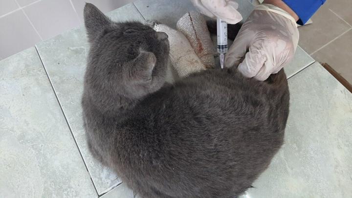 Саратовский школьник спас покалеченную в ДТП кошку