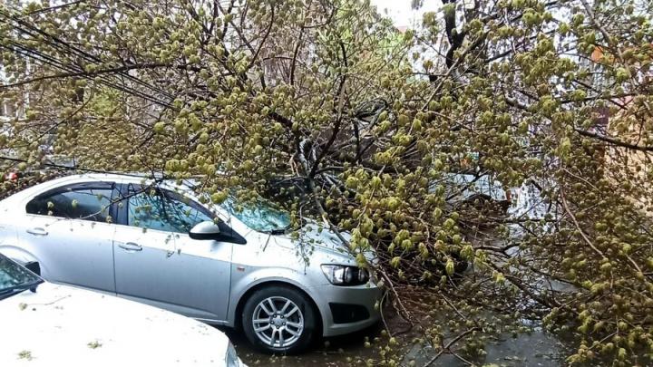 Упавшее дерево придавило три машины в центре Саратова