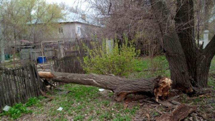 Ураганный ветер в Саратовской области повалил более 30 деревьев