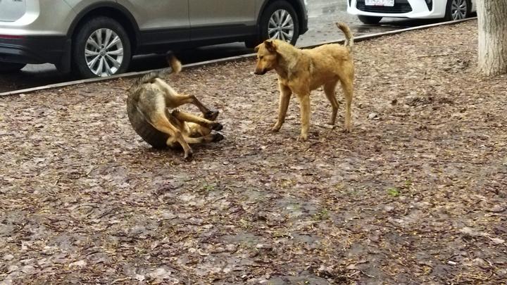 Жительница Заводсконо района прикормила опасных собак
