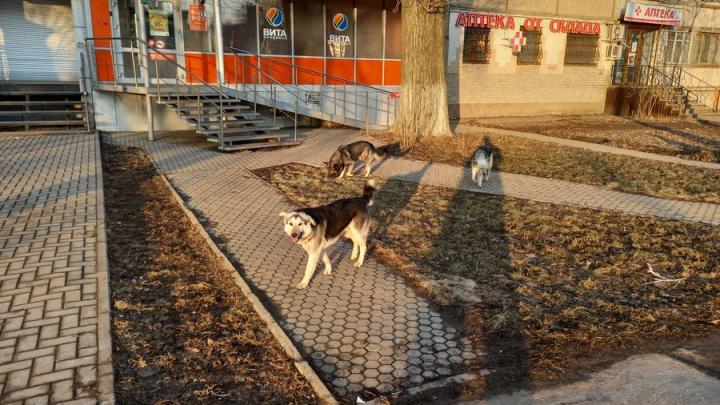 Саратовского чиновника обвинили в халатности из-за бездомных собак