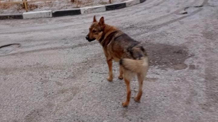 Собака укусила ребенка в Заводском районе Саратова