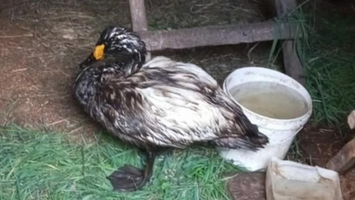 В Гагаринском районе нашли редкого лебедя, отравившегося мазутом