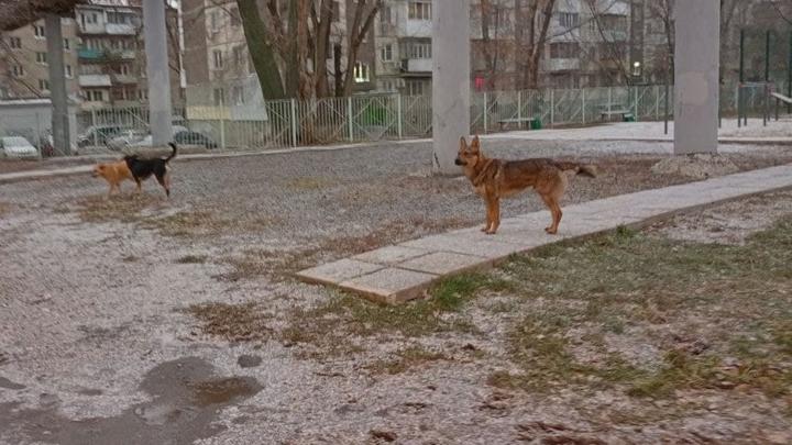 Собака укусила 15-летнего подростка у остановки "Васильковская" в Заводском районе 