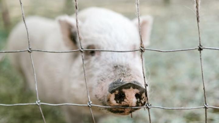 В Хвалынском районе уничтожат 8 тысяч свиней