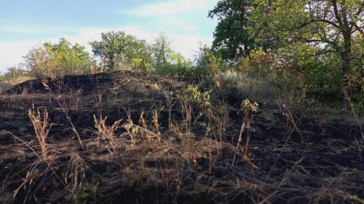 В Саратовской области сгорело 110 га леса