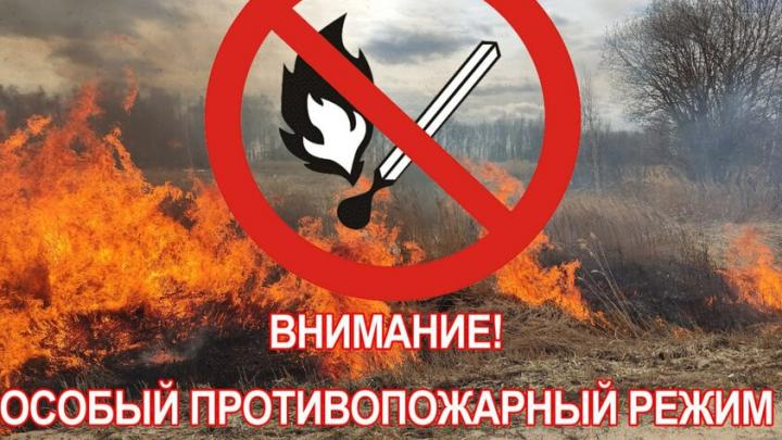 В лесах Саратовской области введен особый противопожарный режим