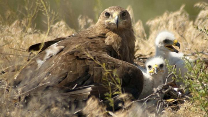 Конфискованных птенцов степного орла отдали в парк «Хвалынский»