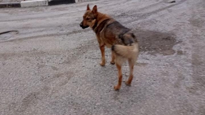 В Гагаринском районе Саратова собаки напали на детей
