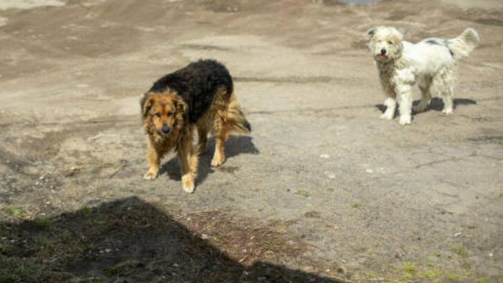 Саратовские чиновники пытались отнять у ребенка компенсацию за укус бродячей собаки