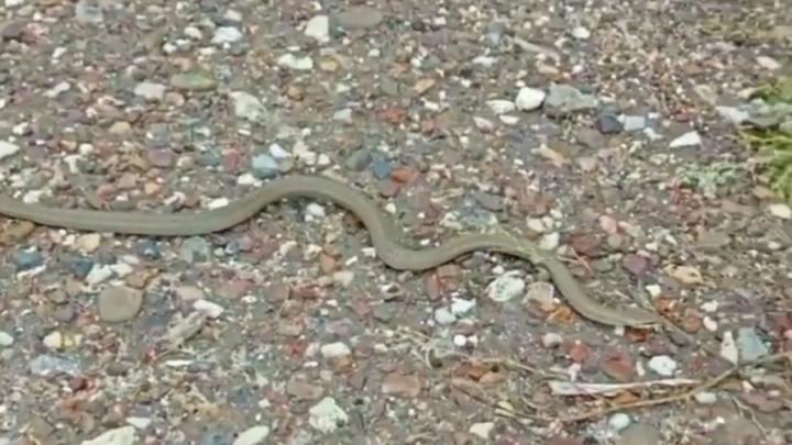 Выползшая на тротуар змея напугала жителей Заводского района Саратова