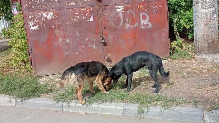 Собака укусила ребенка на 1-й Дачной в Саратове