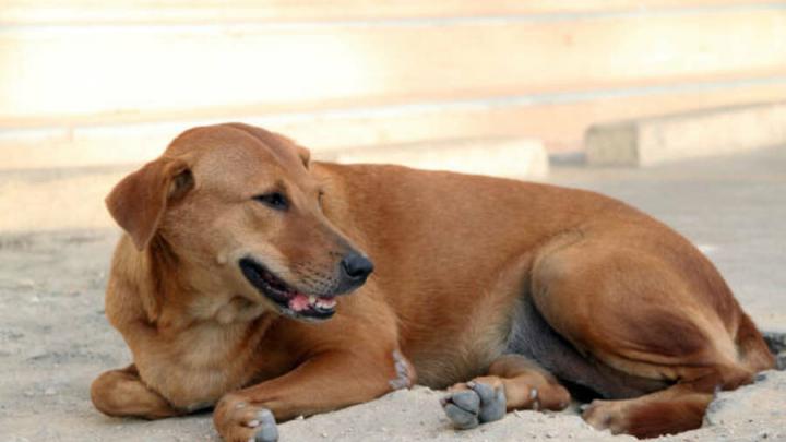 В Саратове бездомная собака напала на подростка