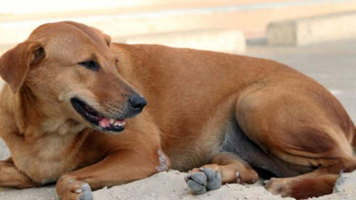 Администрация Энгельсского района выплатит пострадавшей от укуса собаки девочке 30 тысяч рублей