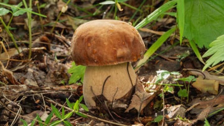 За три года в Саратовской области отравились грибами 33 человека