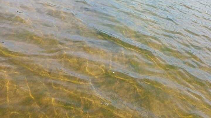 Саратовцы отмечают чистоту воды у энгельсского пляжа