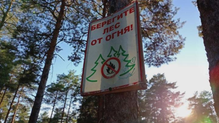 До конца лета саратовцам запрещено посещать леса
