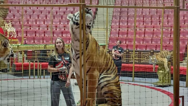 Дрессировщица из "Королевского цирка" рассказала, как тигры сами дают идеи для будущих трюков