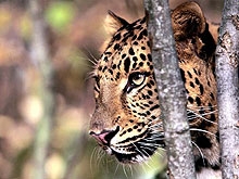 Леопард покалечил саратовца в Самарской области