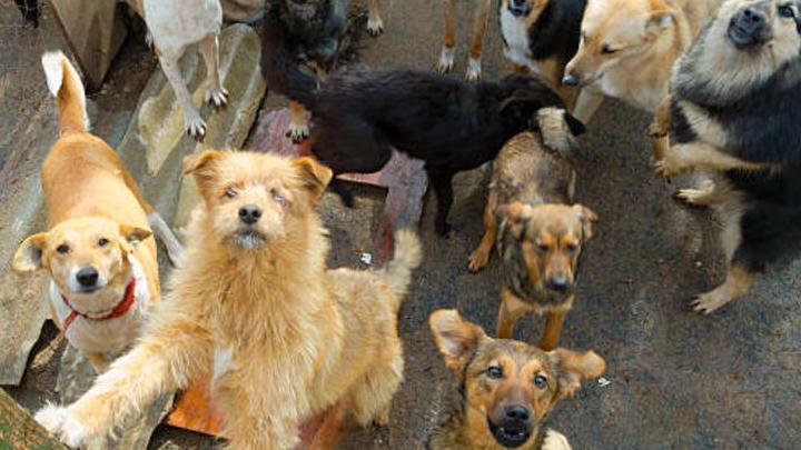 Саратовские депутаты оценивают степень агрессивности бездомных собак