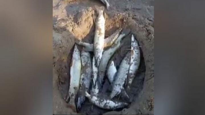 Вольский депутат сообщил о массовой гибели рыбы в Пугачевском районе