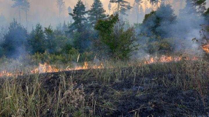На окраине Вольска горел лес