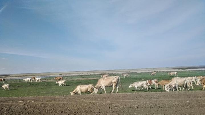 Жители Энгельсского района после многолетнего конфликта получили землю для выпаса скота