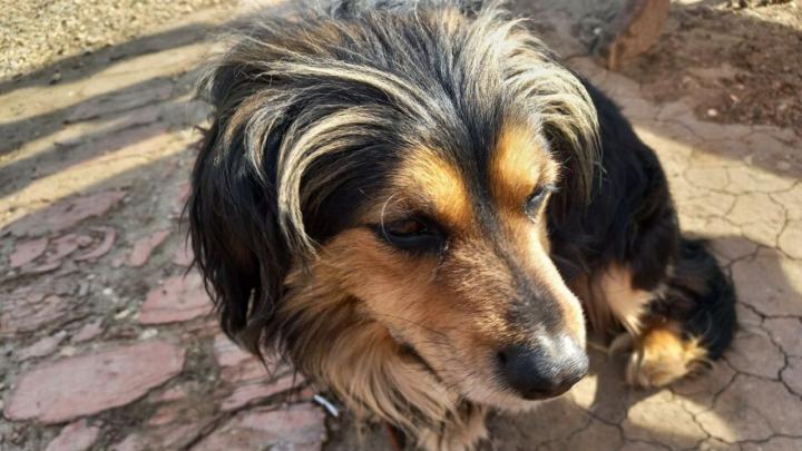 В Саратове создадут пункты временного размещения для бездомных собак