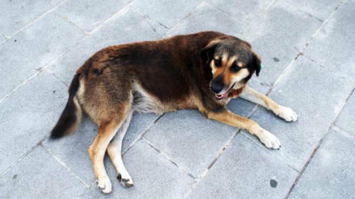 Администрация Саратова выплатила несовершеннолетнему 50 тысяч рублей за укус собаки
