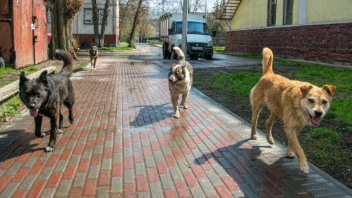 Администрация Гагаринского района выплатила 30 тысяч рублей девочке за укус собаки