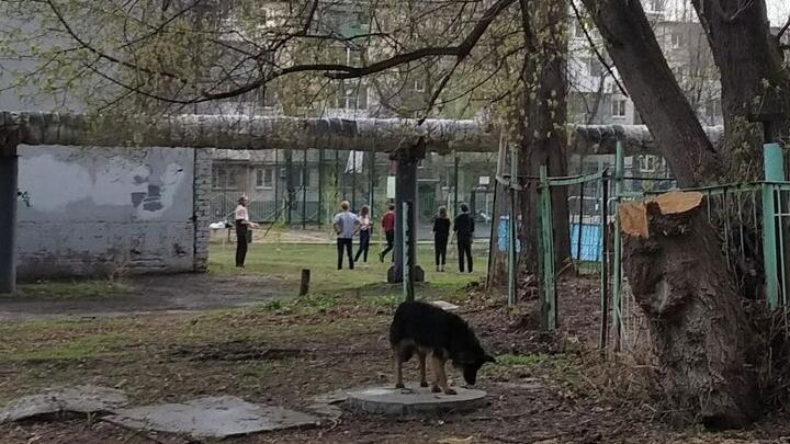 В Саратовской области будут наказывать чиновников за бродячих животных на улицах
