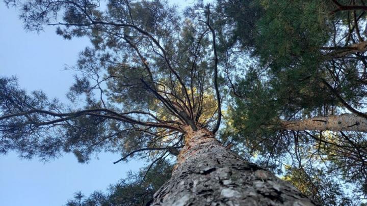 Губернатор разрешил мэрии рубить деревья на Кумысной поляне
