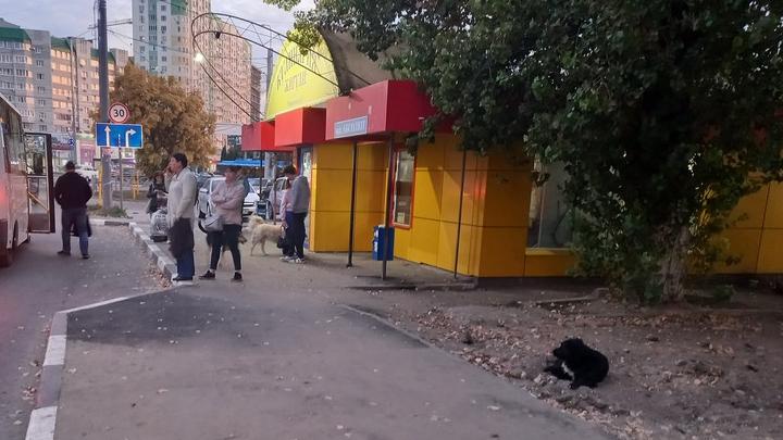 В Энгельсе стаи собак нападают на людей на автобусной остановке