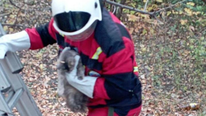В Саратове спасатели сняли с дерева запутавшегося в шлейке котенка