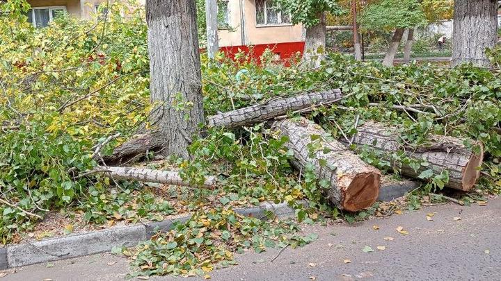Из-за опиловки деревьев в Кировском районе Саратова ограничат движение