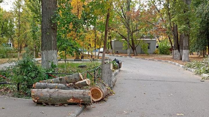 Из-за сноса деревьев в Саратове ограничат движение на улице Советской