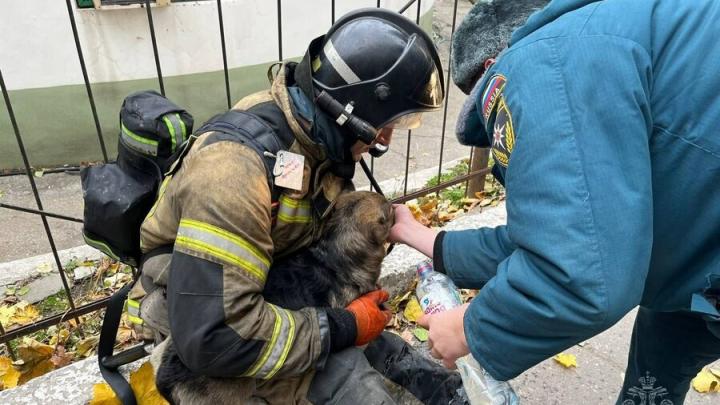 В Саратове пожарные спасли собаку из задымленной квартиры