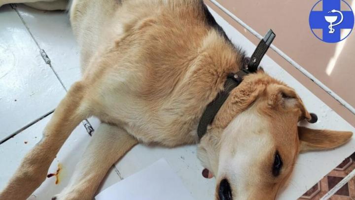 Саратовские ветеринары спасли щенка, попавшегося "на крючок"