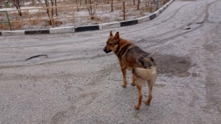 В Тарханах на подростка напала уличная собака