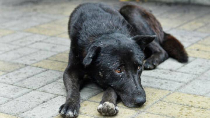 Нападение собаки на подростка в Саратове: следственный комитет возбудил уголовное дело