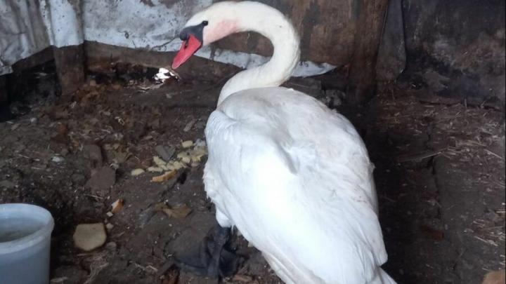 Калининские ветеринары спасли белого лебедя