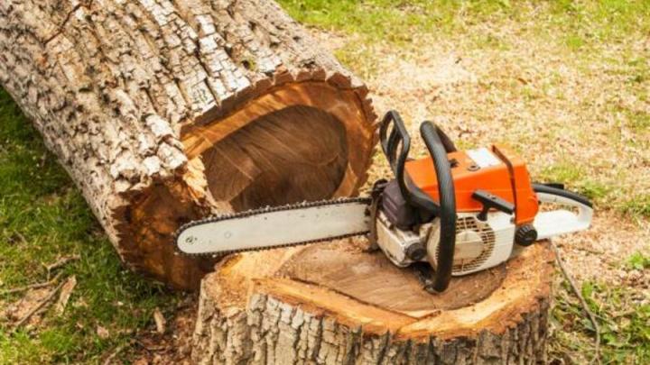 В Петровском районе дровосек спилил деревьев на четверть миллиона рублей