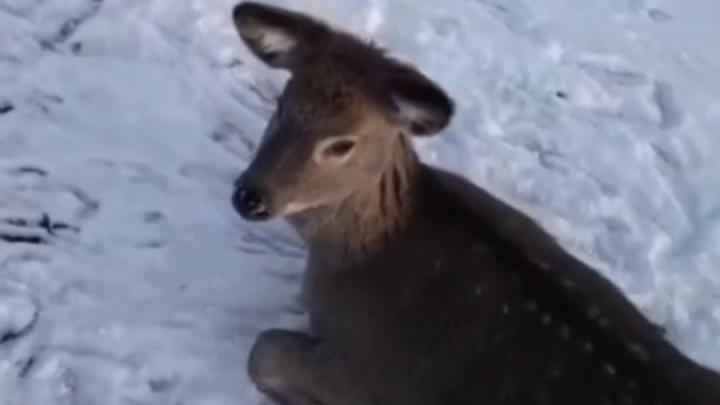 В Энгельсском районе спасли оленя, лежащего на льду