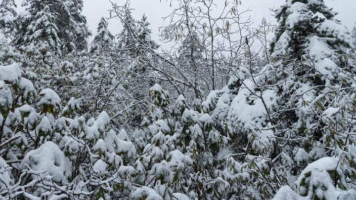 В Саратове ожидается мокрый снег