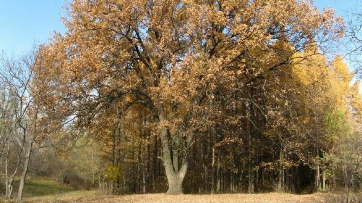 Энгельский дуб получил Всероссийский статус памятника живой природы